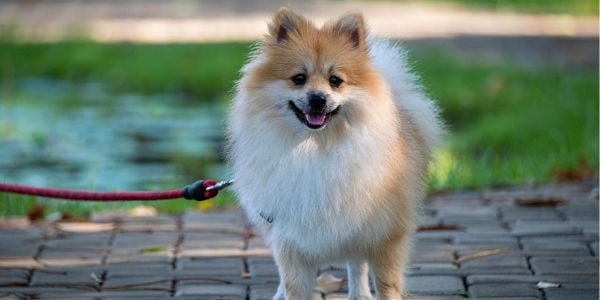 Collapsed trachea in outlet pomeranians remedy